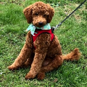 Meet your Posher, Leah jo